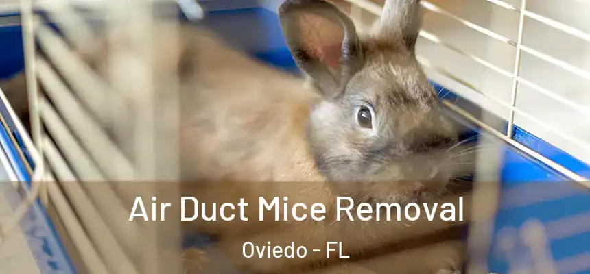  Air Duct Mice Removal Oviedo - FL